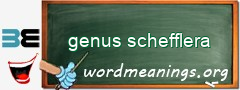 WordMeaning blackboard for genus schefflera